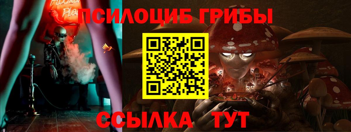 Псилоцибиновые грибы прущие грибы  Галлюциногенные грибы Psilocybe  Горно-Алтайск  Вход с VPN 